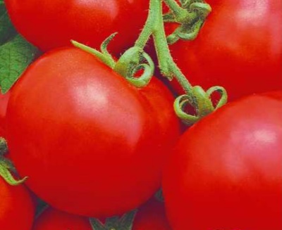 Spiridon pomidorowy