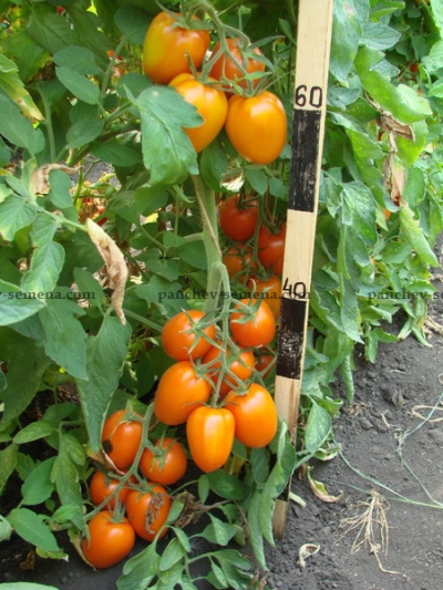 Stesza pomidorowa