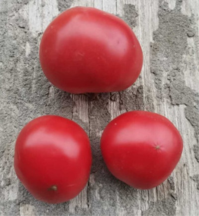 Pomidor Super Klusha