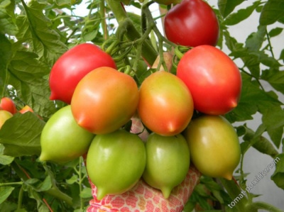 Pomidorowa pipeta Syzran