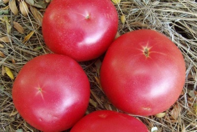 Tarpan pomidorowy