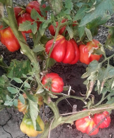 Pomidor Tlacolula de Matamoros