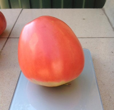 Pomidor BBW