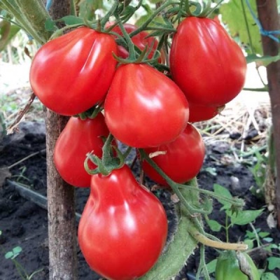 Trufla pomidorowa czerwona