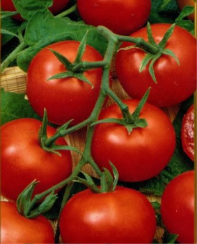 Uwertura Pomidorowa NK