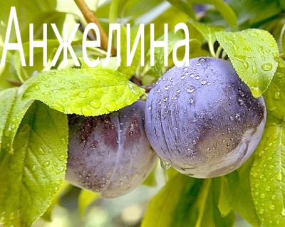 Śliwkowa Angelina