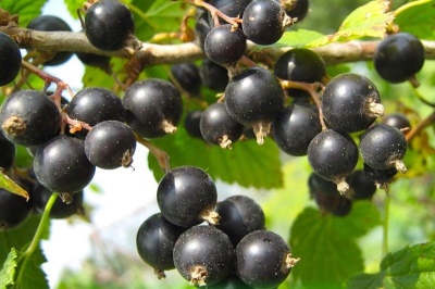 Porzeczka Bagheera