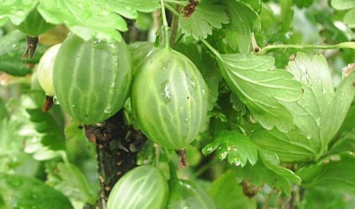 Butelka agrestu