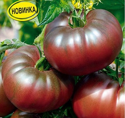 Pomidorowa Czarna Pantera