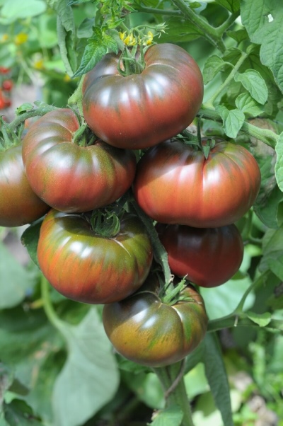Pomidorowa czarna góra lodowa