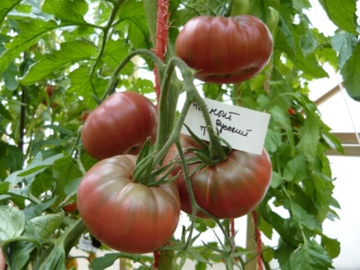 Pomidor Czarny Rosyjski