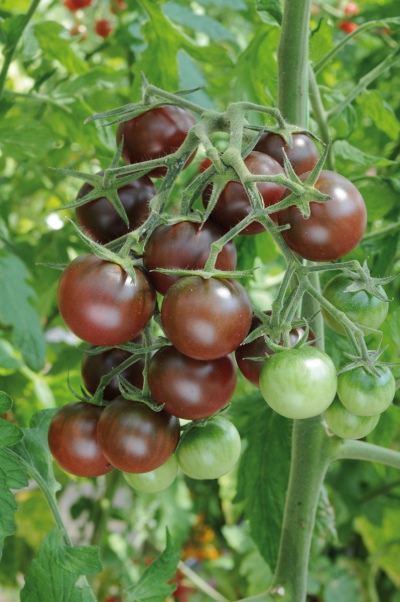 Pomidorowa ciemna czekolada