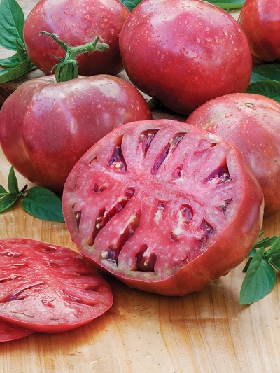 Purpurowy Pomidor Czirokezowy