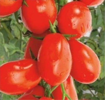 Pomidor Cherryfinger