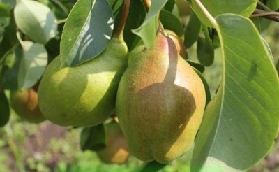 Cud gruszki