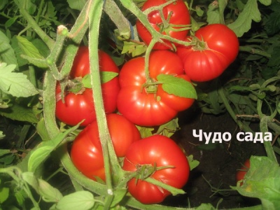 Cudowny pomidor ogrodowy