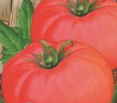 Pomidorowy Cud Ziemi