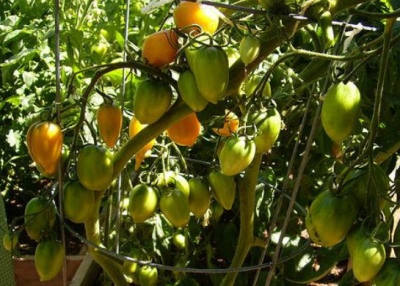 Pomidor Chukhloma
