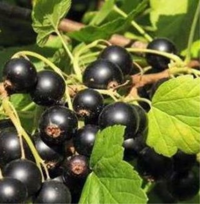 Porzeczkowy mieszkaniec lata