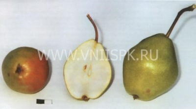 Gruszka Dobryanka (Sentyabrina)