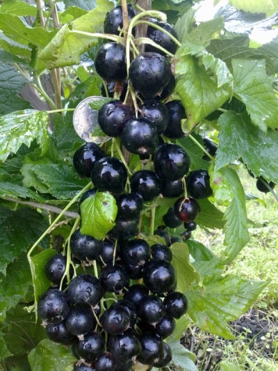 Porzeczka Dobrynia