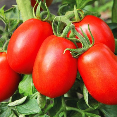 Pomidorowa księżna