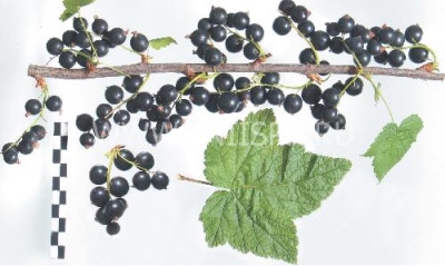 Porzeczka Egzotyczna