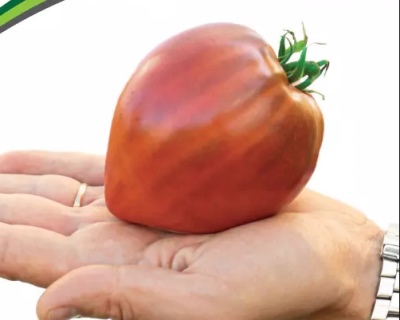 Pomidorowe Purpurowe Serce