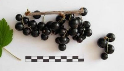 Porzeczkowa Harmonia