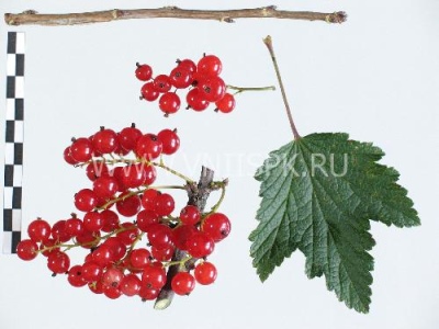 Holenderska czerwona porzeczka