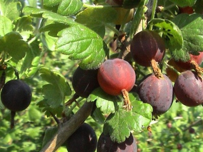 Cossachok agrestowy