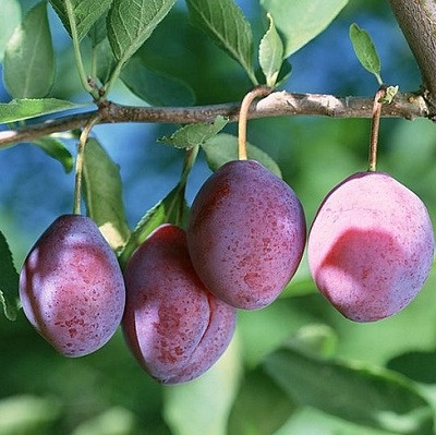 Cukierki śliwkowe