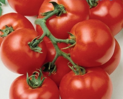 Pomidorowa czerwona gwiazda