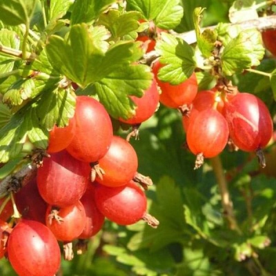 Mashenka agrestowa (Masheka)