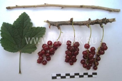 Porzeczka Ukochana