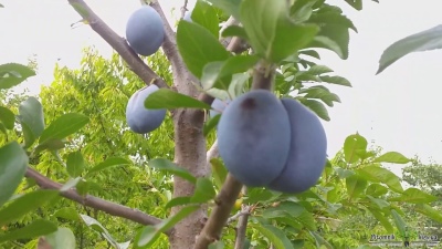 Śliwkowy Nenka