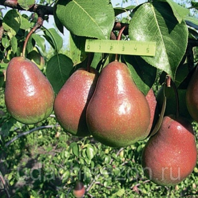 Gruszka Nika