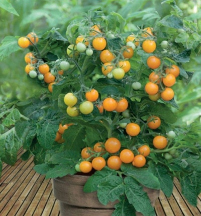 Pomidorowa Pomarańczowa Czapka