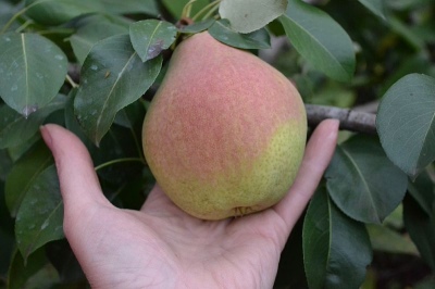 Gruszkowa Jesienna Susowa (Wielkoowocowa Susowa)