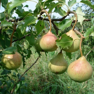 Gruszka ku pamięci Jakowlewa