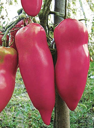 Pomidor Papryka różowy