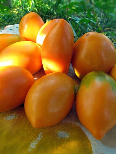 Pomidor Radunica