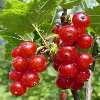 Porzeczka cukrowa
