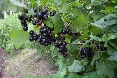 Porzeczka Selechenskaya