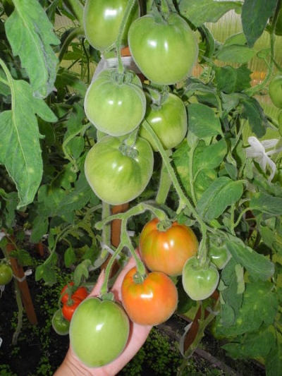 Szeherezada Pomidorowa