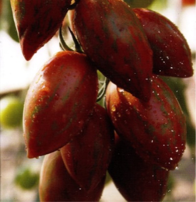 Czekolada Pomidorowa