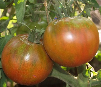 Czekolada Pomidorowa