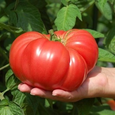 Pomidorowy Skorpion