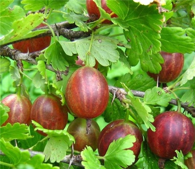 Zmiana agrestu