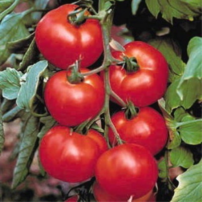 Unia Pomidorowa 8